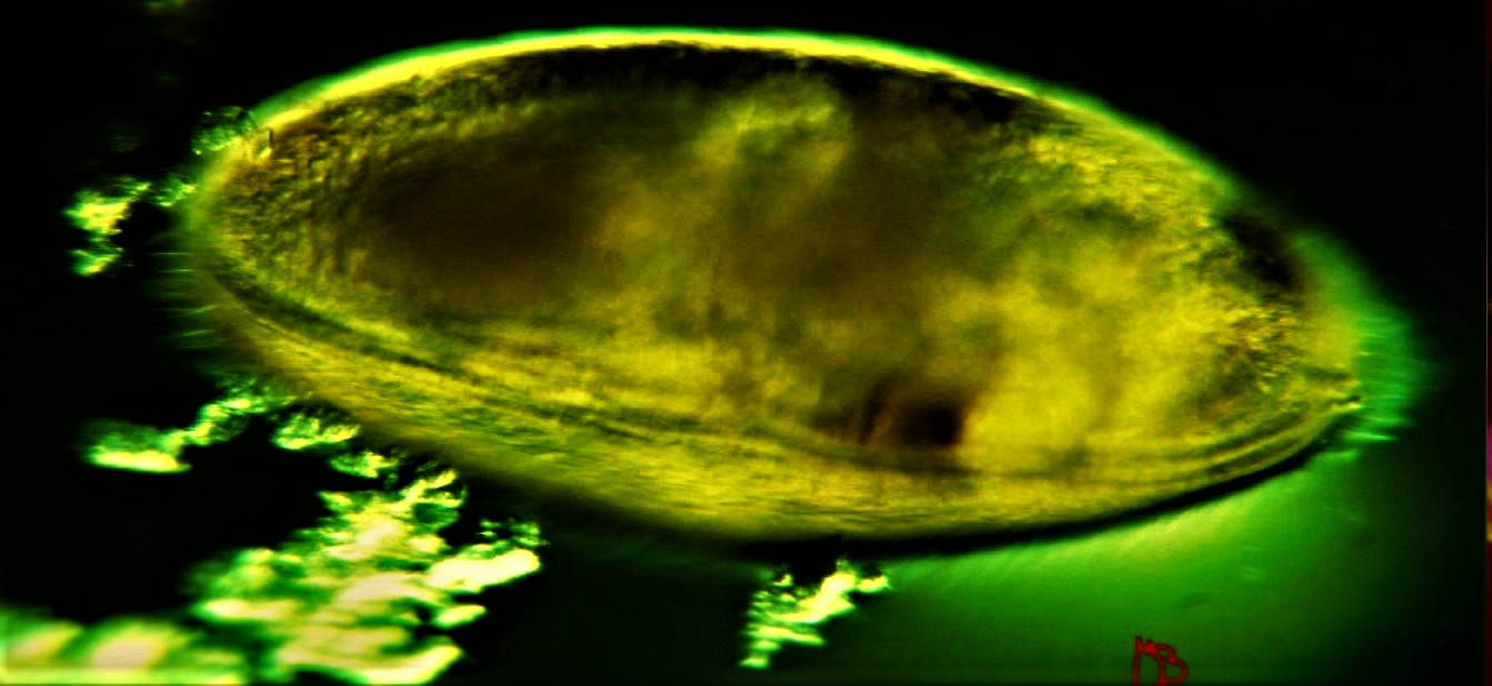 ostracode da determinare